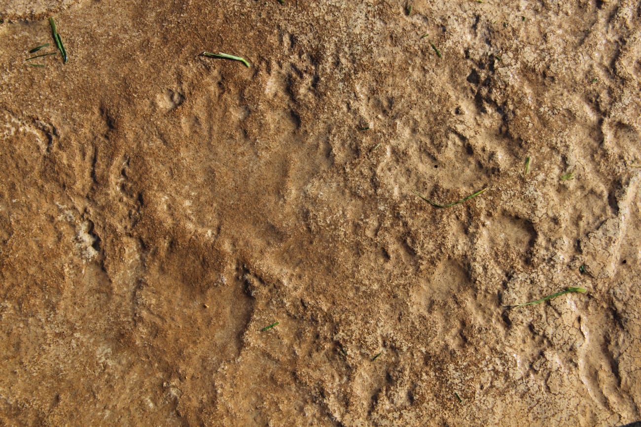 Vertical stamped concrete with natural rock effect in a business